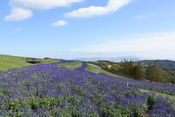 展望デッキ（写真左）から花畑を見渡せます