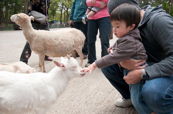 人なつっこい動物たちとのふれあい体験