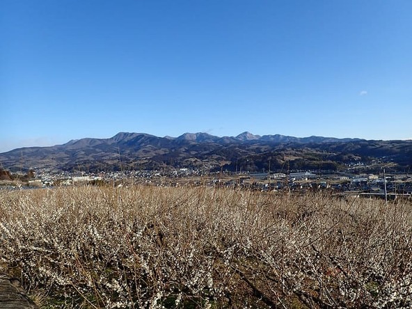 美しい梅の花々にママパパもうっとり♪