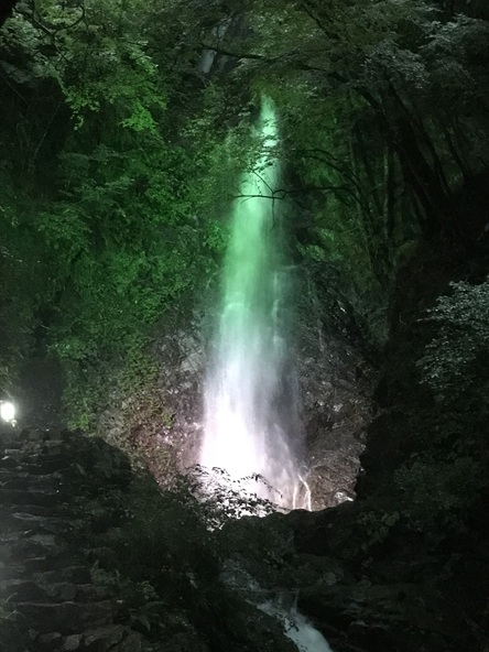 ライトアップに照らされ、幻想的な輝きを放つ夏の払沢の滝