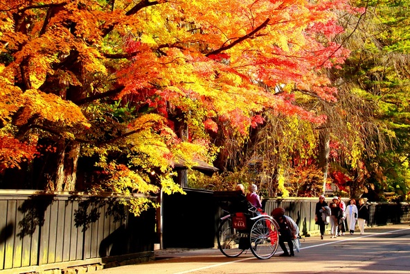 武家屋敷通りを彩る樹々の紅葉