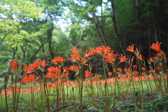 栃木県「みかも山公園」内に咲く様子（画像提供：i-flower / PIXTA）