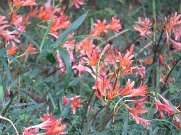 公園内に咲くキツネノカミソリ（画像提供：国立市）