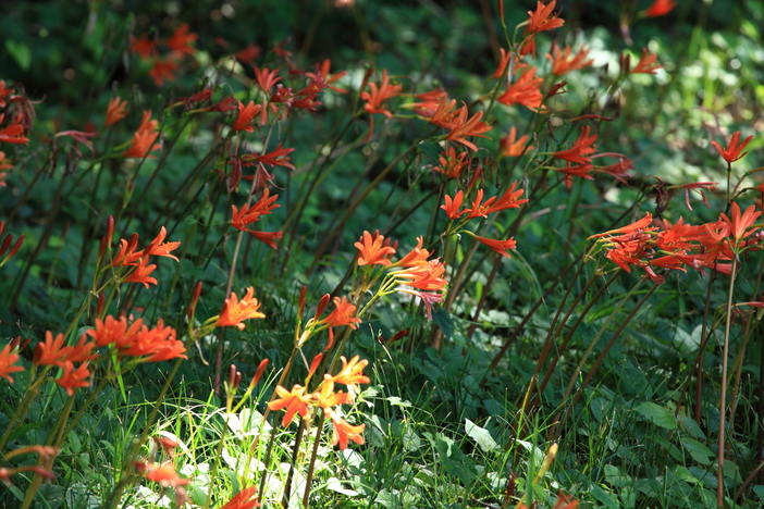 2個 キツネノカミソリ 球根 2個 オレンジ色の花 可愛らしい 小さめの花 キツネのカミソリ 球根 2個 オレンジ色の花 可愛らしい 小さめの花の