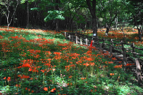 大田和群生地に咲き誇るキツネノカミソリ（画像提供：i-flower / PIXTA）