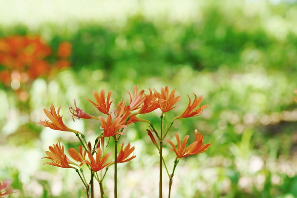 写真はイメージです（画像提供：i-flower / PIXTA）