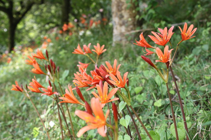 2025今が見頃も！関東の「キツネノカミソリ」名所9選！注意点も解説