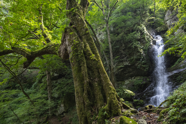 神秘的な「大除沢不動滝」とトチノキの大木（ふぉと日和 / PIXTA）