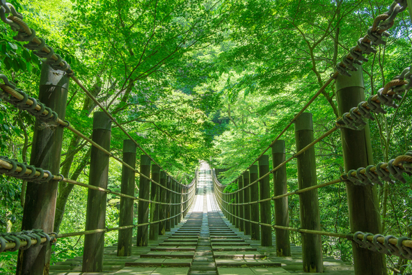 木々の枝葉に囲まれた吊り橋（画像提供：genki / PIXTA）
