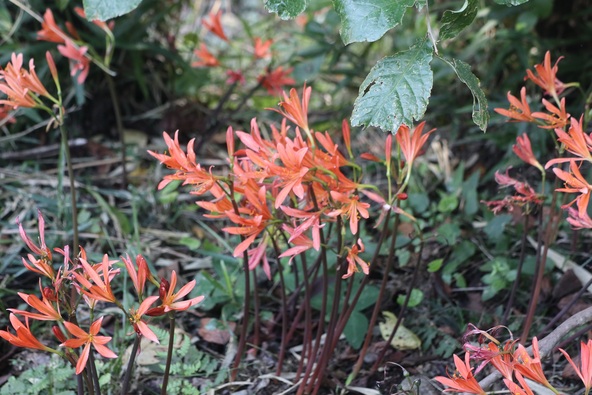 「お丸山公園」に咲くキツネノカミソリ（画像提供：さくら市）