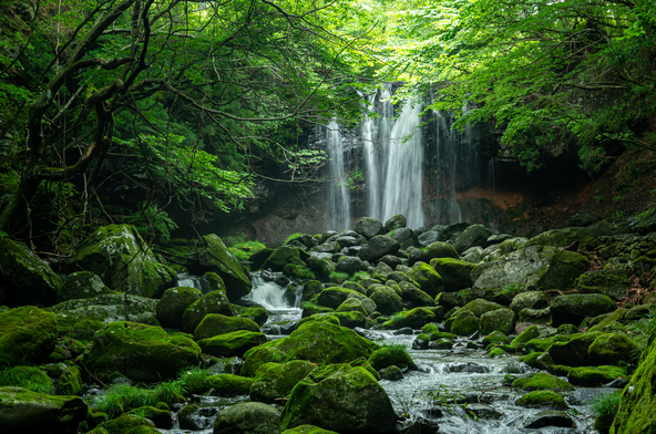森林と苔におおわれた、緑の空間（画像提供：masasan / PIXTA）