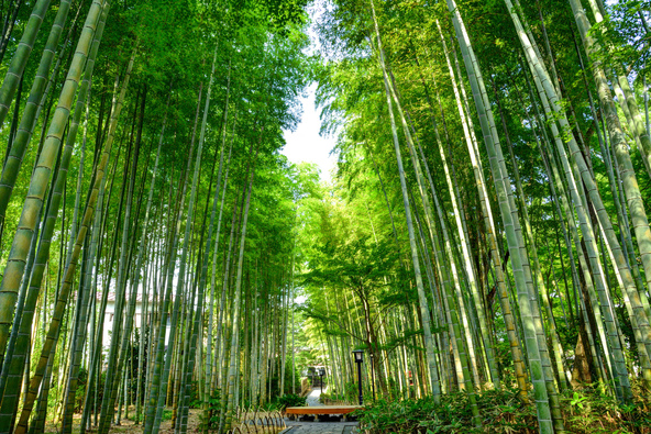 修善寺温泉「竹林の小径」（画像提供：Sana / PIXTA）