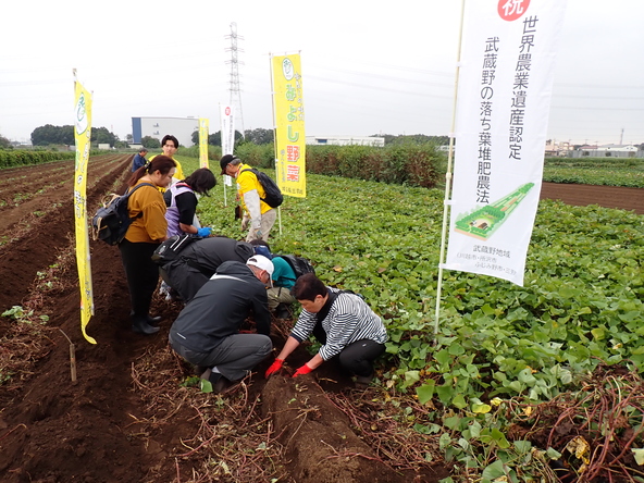 さつまいもを収穫している様子