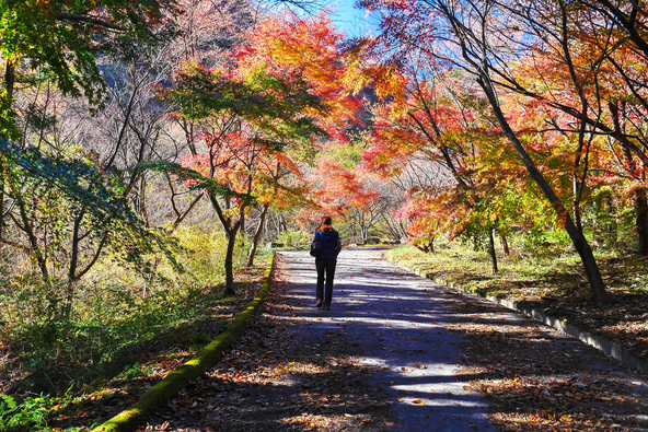 舗装された遊歩道もあるので安心です（画像提供：tenjou / PIXTA）