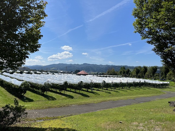雄大な八海山の麓に広がるぶどう畑