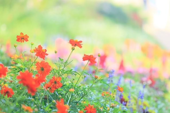 「夕焼け色の丘」を彩るオレンジ色のコスモス　(C)Photo by MAKI KAWAI