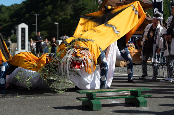 勇ましい虎の姿が町を練り歩き、観客を魅了します