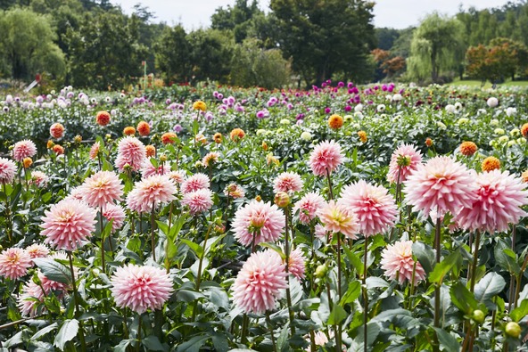 川西町の"まちの花"としても制定されるダリア。川西産ダリアも多数ありますよ