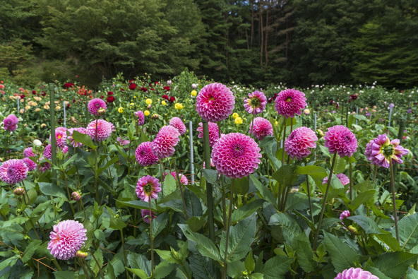 朝晩の寒暖差が激しくなる夏の終わりからは、花の色が鮮やかになり見事です