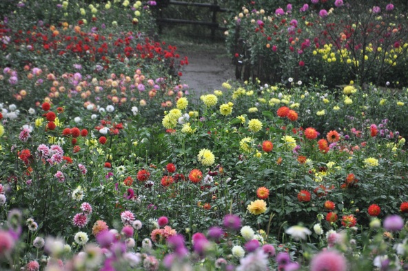 赤やピンク、オレンジや黄色など、様々な色合いの花が、山中を華やかに彩ります