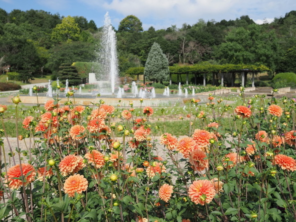 「四季の花壇」中央の噴水とダリアを背景に写真撮影もおすすめ！