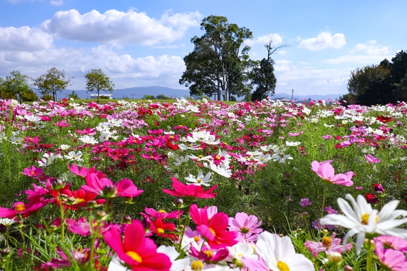 例年9月〜11月にかけて、ダリアやコスモスの秋の花々が見頃を迎えます
