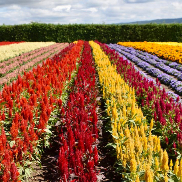 色とりどりの花が咲く「花人（はなびと）の畑」