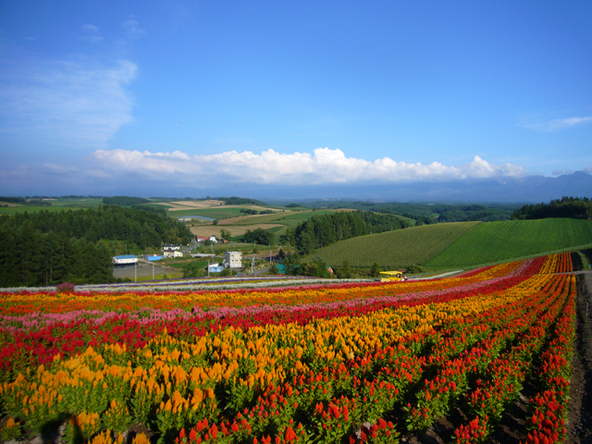 ケイトウや、ペチュニアなどが夏から秋にかけて彩ります（画像提供：北海道上川総合振興局・北海道の風景～VIEW OF KAMIKAWA～ ）