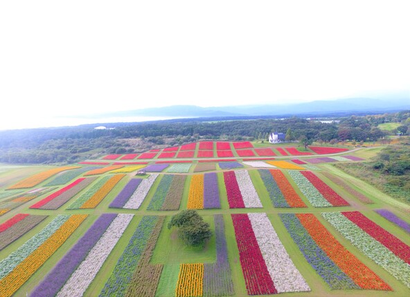 規則正しく整備された花畑は、まさに圧巻！
