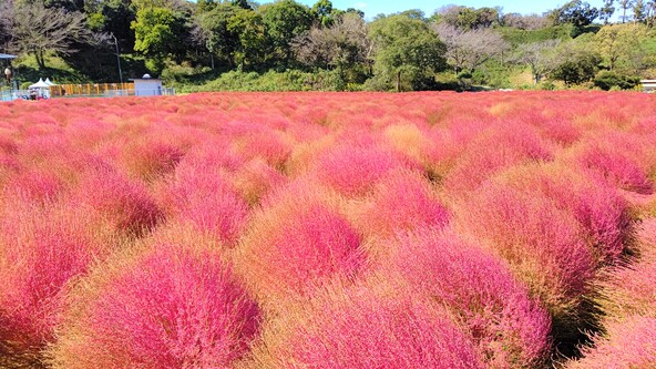 10月に入るとコキアが徐々に赤みを増し"コキアの紅葉"が楽しめます