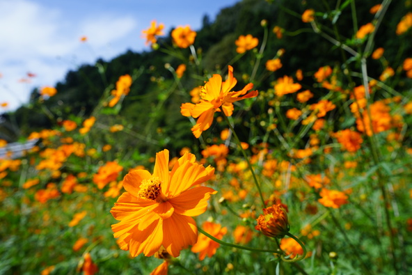 黄花コスモスも楽しめます