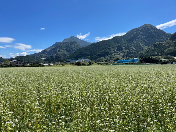 のどかな時間が流れる「そば処『ちちぶ花見の里』」のそば畑（画像提供：秩父市）
