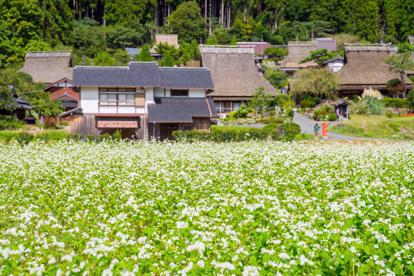 京都府南丹市「美山かやぶきの里」のそば畑（画像提供：takapon / PIXTA）