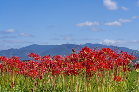 素朴な里山の風景と美しく咲き誇る彼岸花（画像提供：でじたるらぶ / PIXTA）