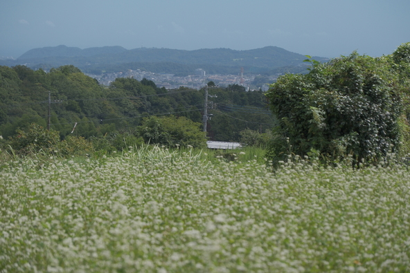 秦野市内のそば畑（画像提供：まゆみ / PIXTA）