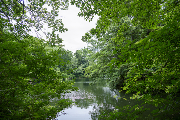 「震生湖」は関東大震災による地すべりで滑落した土砂が川をせき止めてできた湖です（画像提供：rabbit150 / PIXTA）