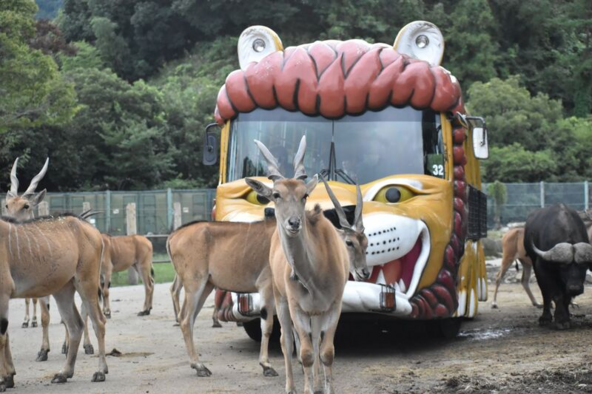 ライオンと草食動物たちにエサをあげられる「エサやり体験バス」