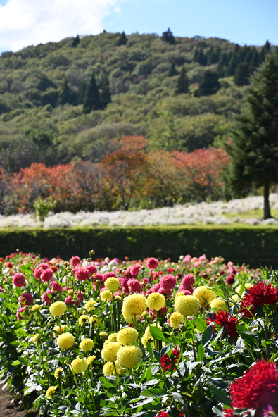 大輪の花を咲かせるダリアから可憐な小輪まで様々（画像提供：秋田市）