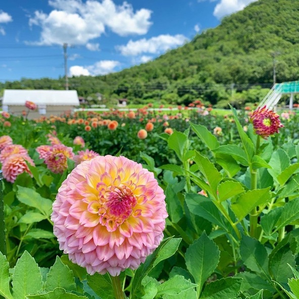 歴史あるダリアを家族で観察してみては？