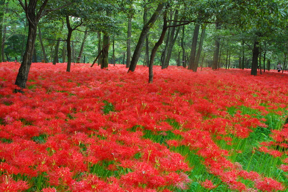 見頃を迎えた巾着田曼珠沙華公園は、多くの人でにぎわいます