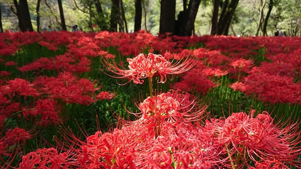 約50万本の曼珠沙華が園内を真紅に染め上げる圧巻の風景を家族みんなで堪能しましょう♪