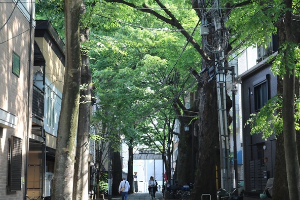 樹齢400年の欅並木と石畳