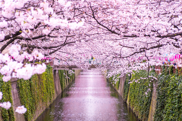両岸から川面を覆うように広がる「目黒川の桜」（画像提供：genki / PIXTA）