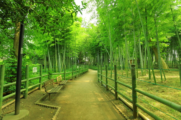 「すずめのお宿緑地公園」の竹林（画像提供：Ran / PIXTA）