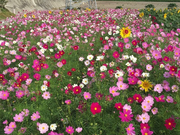 開花時期によっては、夏の象徴「ひまわり」との競演も!?