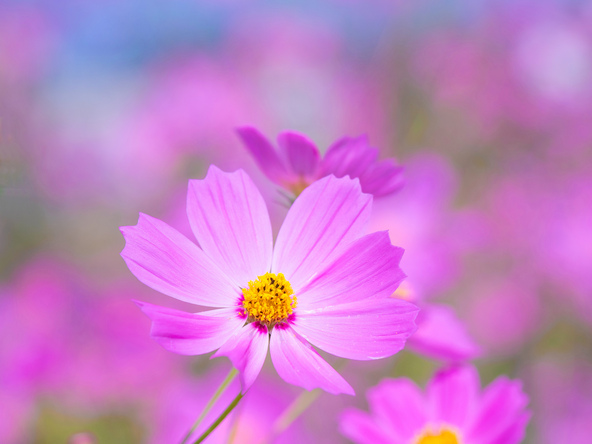 花径約8cmの大輪の花を咲かせます（画像提供：shimanto / PIXTA）