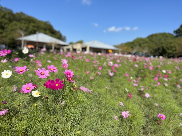 風に揺れる可憐なコスモスを親子で観賞しましょう