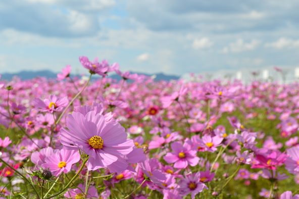 10月中旬からは、ピンクや白色のコスモス開花。色の違いや花弁の違いを親子で観察してみましょう