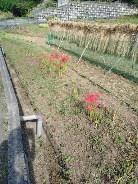  2025年9月18日の様子