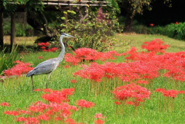 趣ある園内の風景と彼岸花のコラボを楽しめます（画像提供：オジゲン / PIXTA）